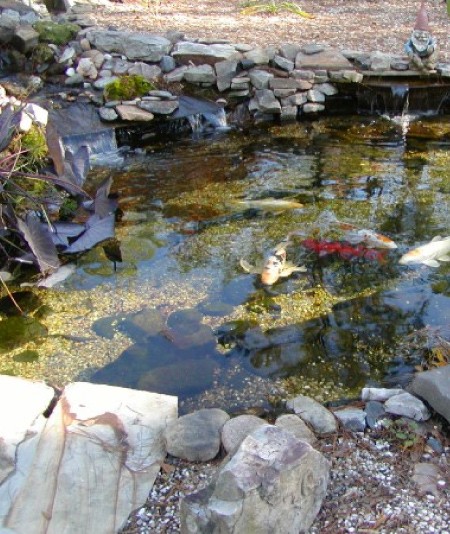 Koi Pond